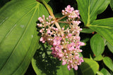 Medinilla cummingii