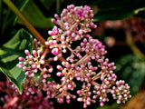 Medinilla cummingii