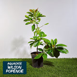 Aguacate Wilson Popenoe Injerto