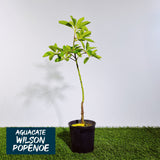 Aguacate Wilson Popenoe Injerto