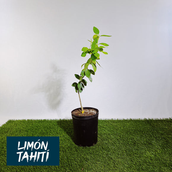 Limón Tahití