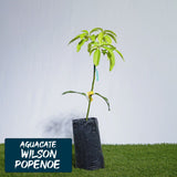 Aguacate Wilson Popenoe Injerto
