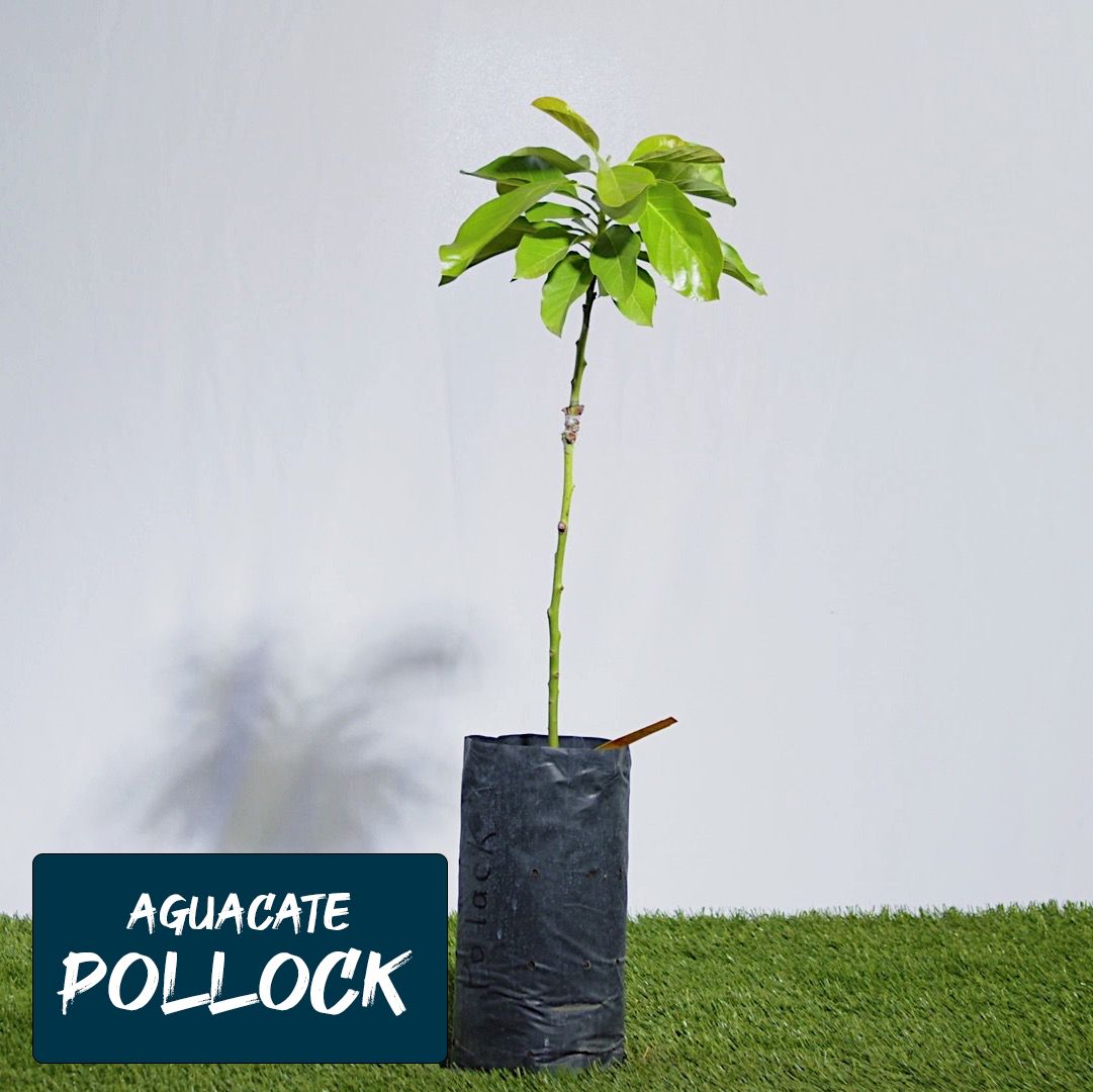 aguacate-pollock-jibarito-urbano