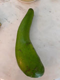 Aguacate Wilson Popenoe Injerto