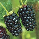 BlackBerry