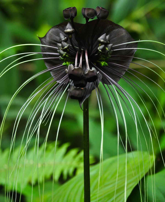 Flor murciélago negra