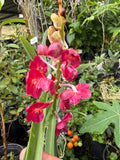Orquídea Vanda Flor Pequeña Selección por Color