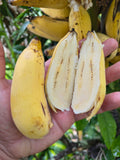 Guineo Blue Java