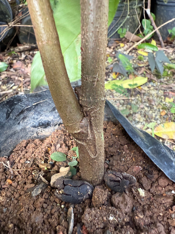 Cacao de injerto