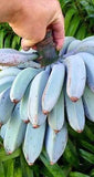 Guineo Blue Java