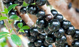 Jaboticaba