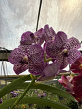 Orquídea Vanda de Flor Grande Selección por Color