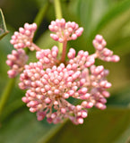 Medinilla Myriantha