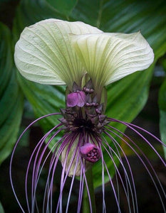 Flor murciélago Blanca