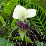 Flor murciélago Blanca