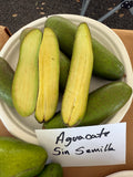 Aguacate Esparta Sin Semilla (Injertado)