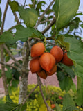 Peanut butter fruit