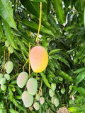 Baby Mango