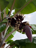 Guineo Red Dacca