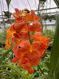 Orquídea Vanda Flor Pequeña Selección por Color
