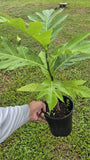 Pana Ma’afala (Cultivo In Vitro)