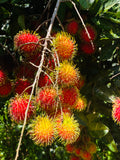 Rambutan