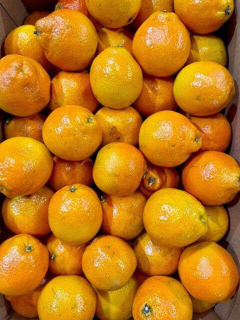 Mandarina “Sugar Belle”