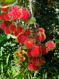 Rambutan