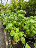 Albahaca Genovesa everleaf