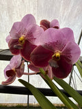 Orquídea Vanda de Flor Grande Selección por Color