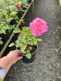 Rosa