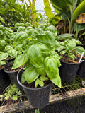 Albahaca Genovesa everleaf