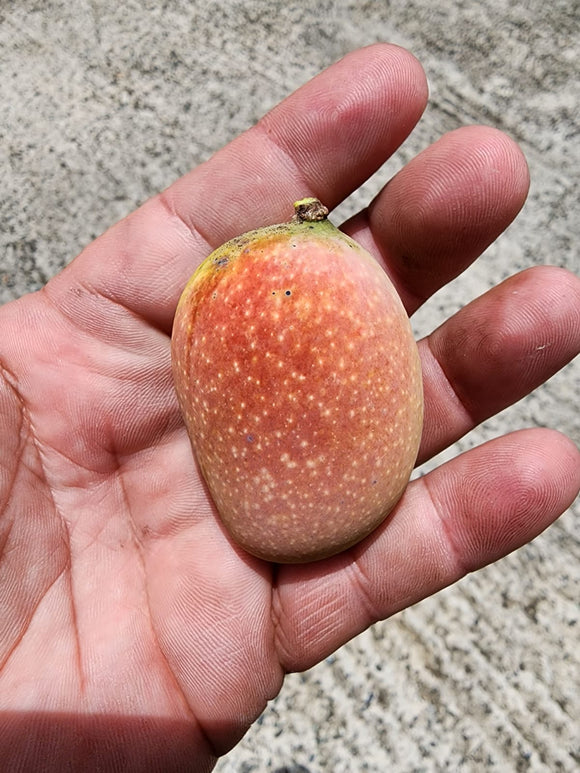 Baby Mango