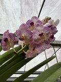 Orquídea Vanda de Flor Grande Selección por Color