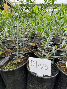Olivo europea 'Arbequina'