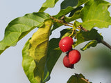 Peanut butter fruit