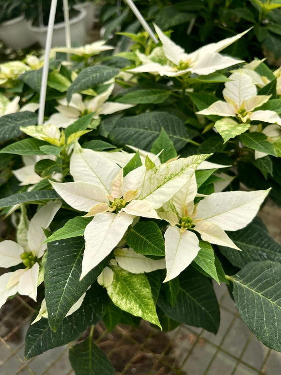 Pascua variedad Addore (blanca)