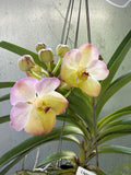 Orquídea Vanda de Flor Grande Selección por Color