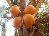 Palma de Coco Enana Filipina