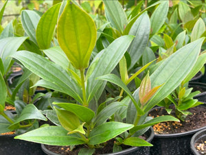 Medinilla cummingii