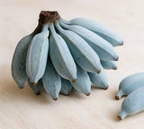 Guineo Blue Java