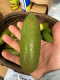 Aguacate Esparta Sin Semilla (Injertado)