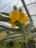 Orquídea Vanda de Flor Grande Selección por Color