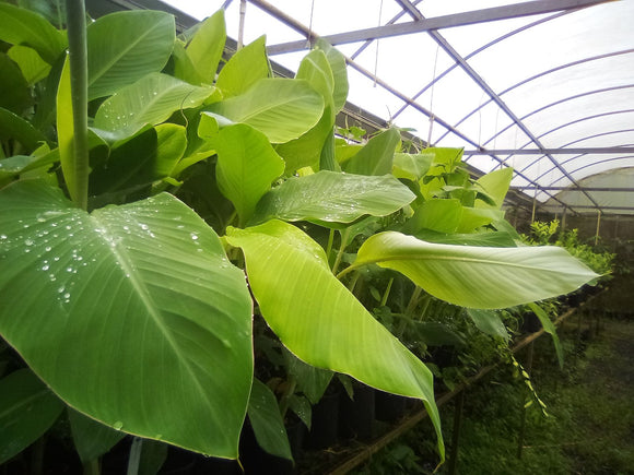 Árboles Frutales – Jibarito Urbano