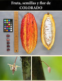 Cacao Colorado injertado