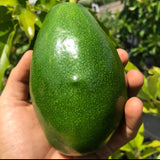 Aguacate Simmonds Injerto