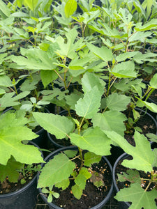 Higo Fignomenal