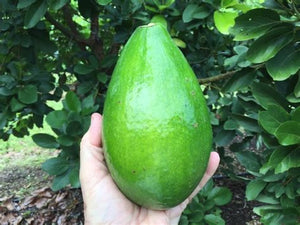 Aguacate Catalina