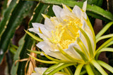 Pitahaya amarilla