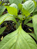 Planta de Pimiento Cubanelle